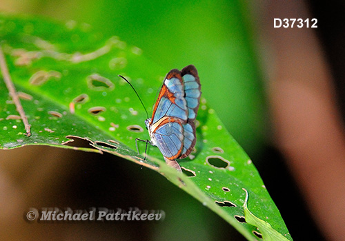 Agnosia Glasswing (Ithomia agnosia)